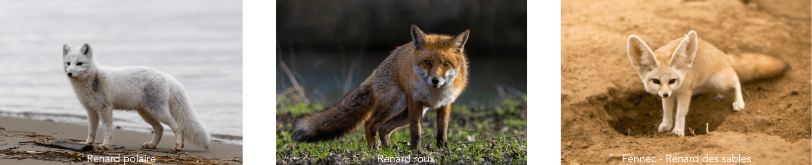 Renard polaire / Renard roux / Fennec - Renard des sables