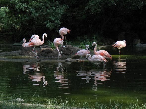 Parc Animalier des bois de Saint-Pierre