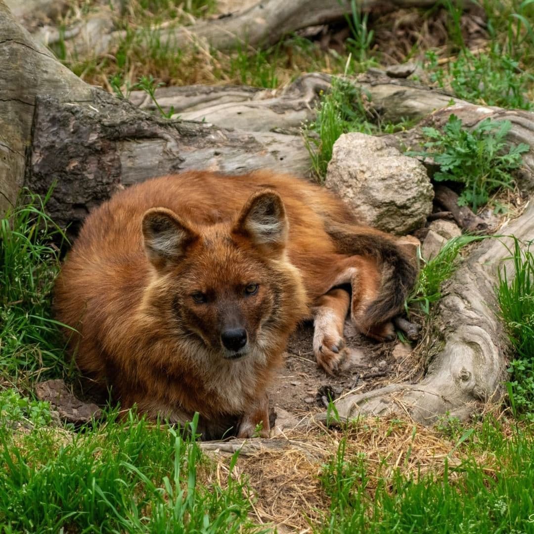 Parc animalier d'Auvergne