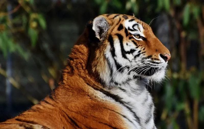 Parc Zoologique et Botanique de Mulhouse