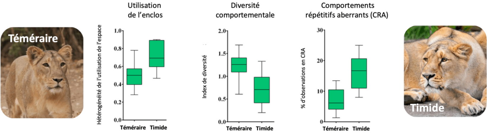 Téméraire VS Timide