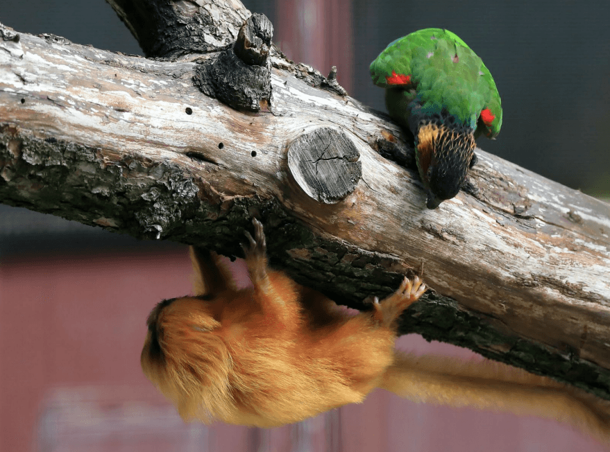 Illustration Cohabitation entre conures et tamarins