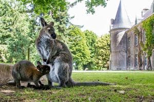 Parc animalier et botanique de Branféré