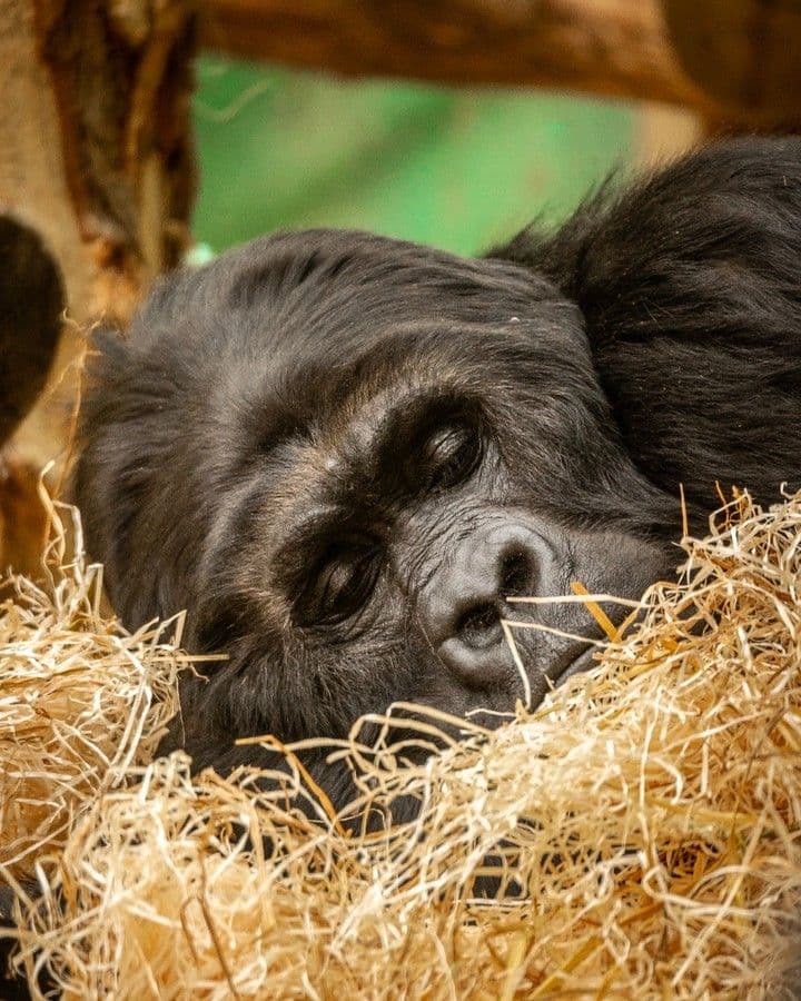 Zoo Antwerpen