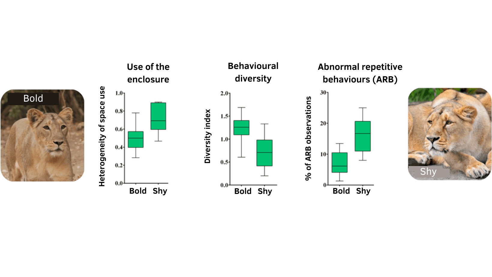 Bold VS Shy