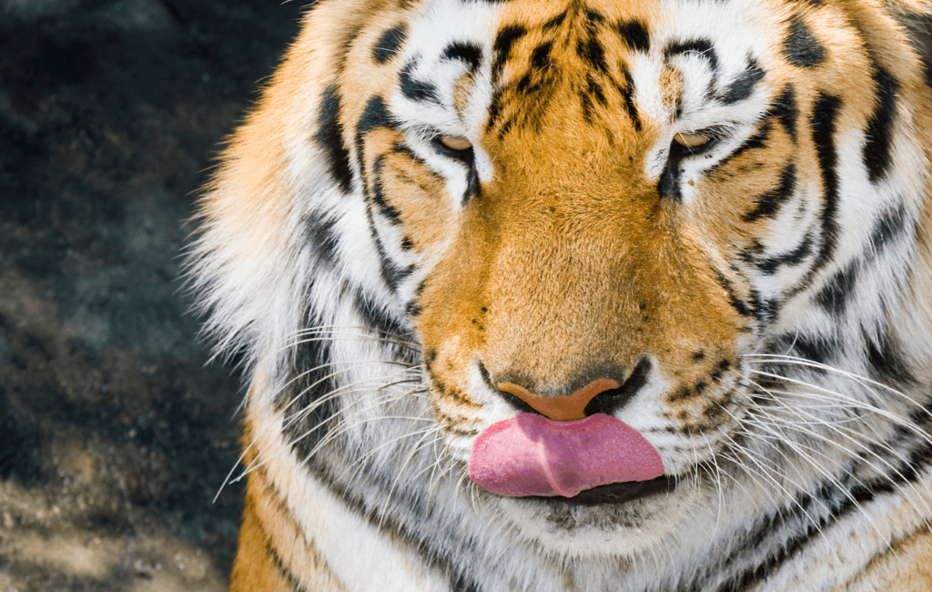 Illustration Making feeding more complex for tigers in captivity