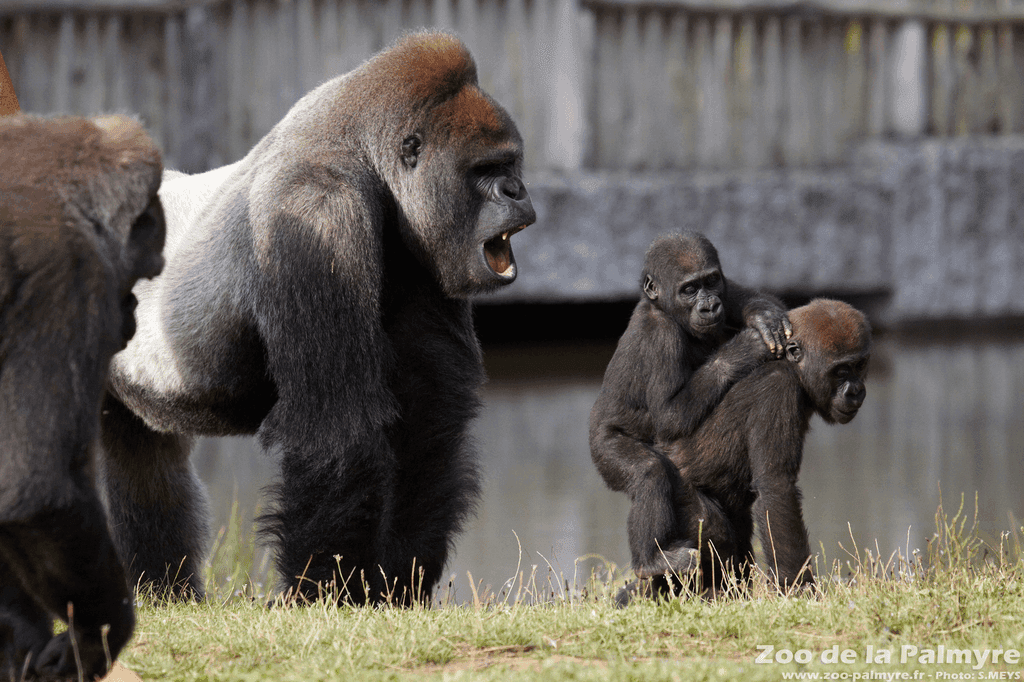 Illustration Dietary transition: towards a fruit-free diet for great apes