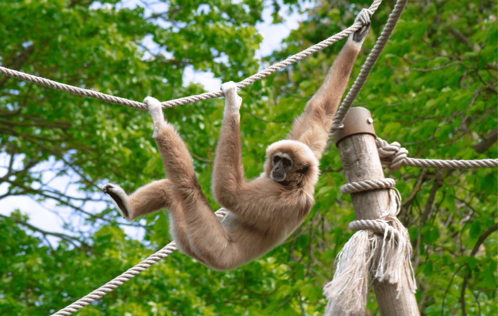Exhibit design in zoos